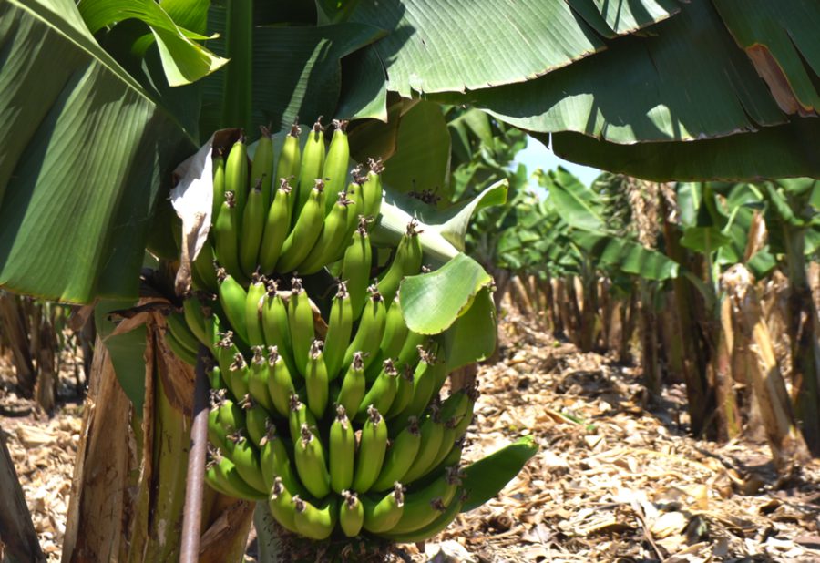 Banano de exportación — Integral Fruit