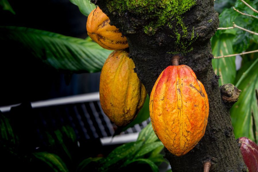 Cacao de exportación — Integral Fruit
