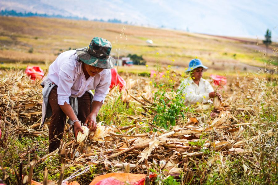 Agricultores colombianos trabajando en el campo — Integral Fruit