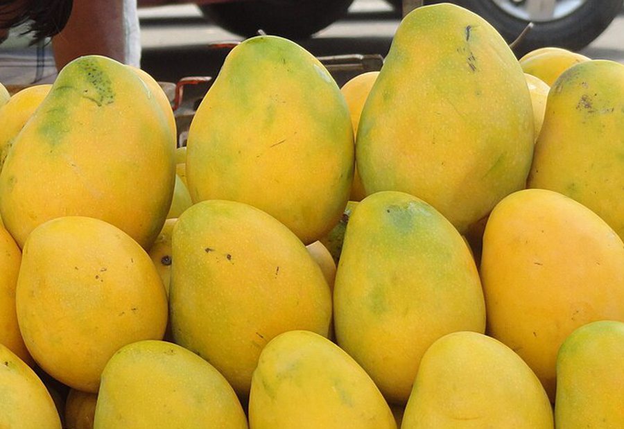 Mango de exportación — Integral Fruit
