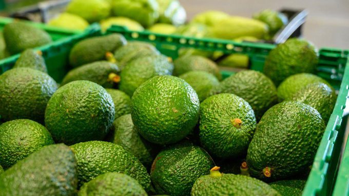 El aguacate Hass en Colombia contará con un proceso de mayor refrigeración y maduración