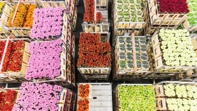 Colombia exportó más de 60 mil toneladas de flores para San Valentín