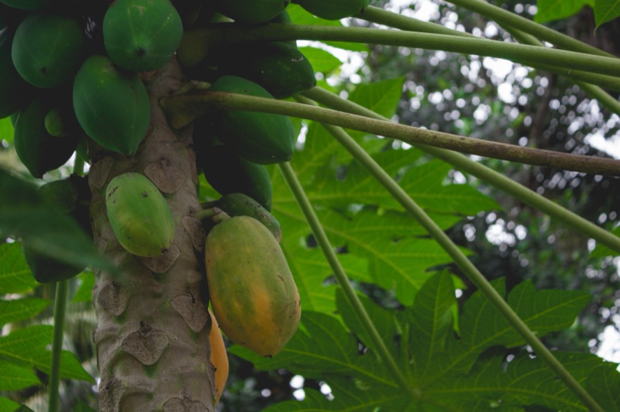Papaya de exportación — Integral Fruit