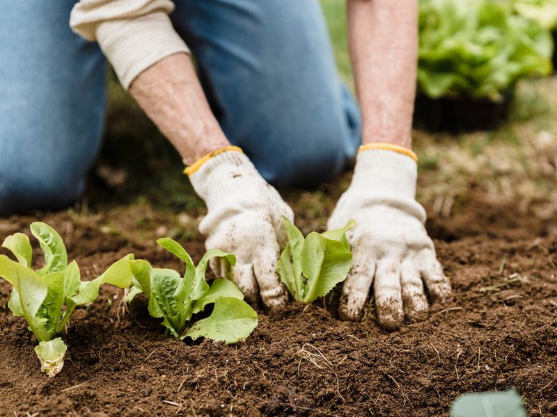 Cultivamos
